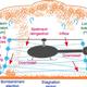 Brownout diagram from Syndey-Baharani-Leishman, 2011